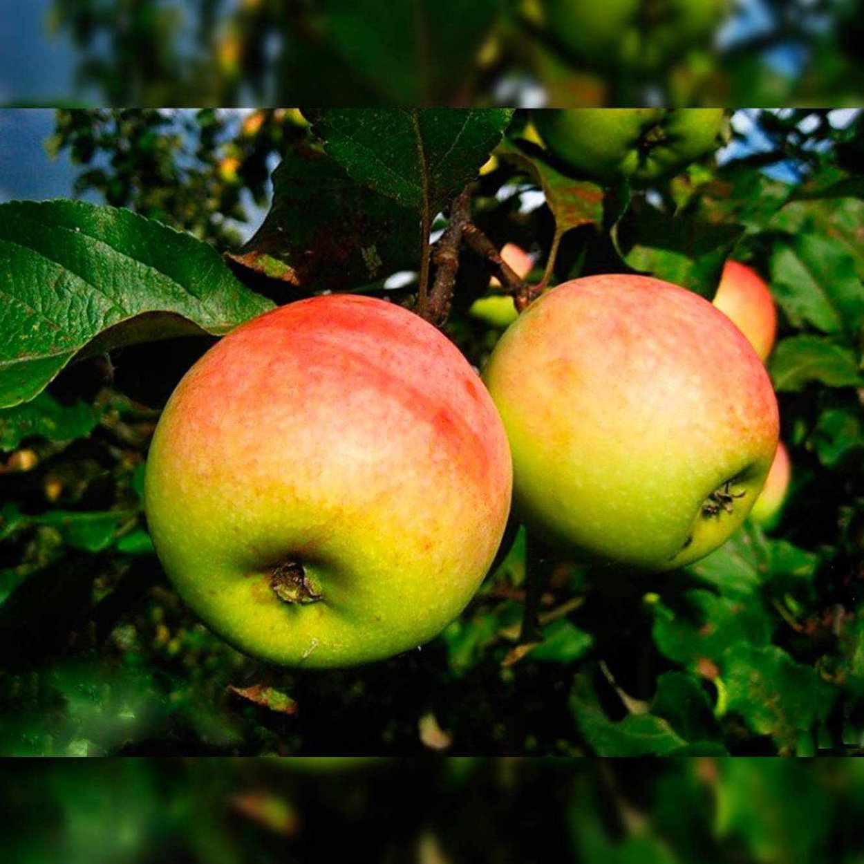 Сорт яблок Северный синап