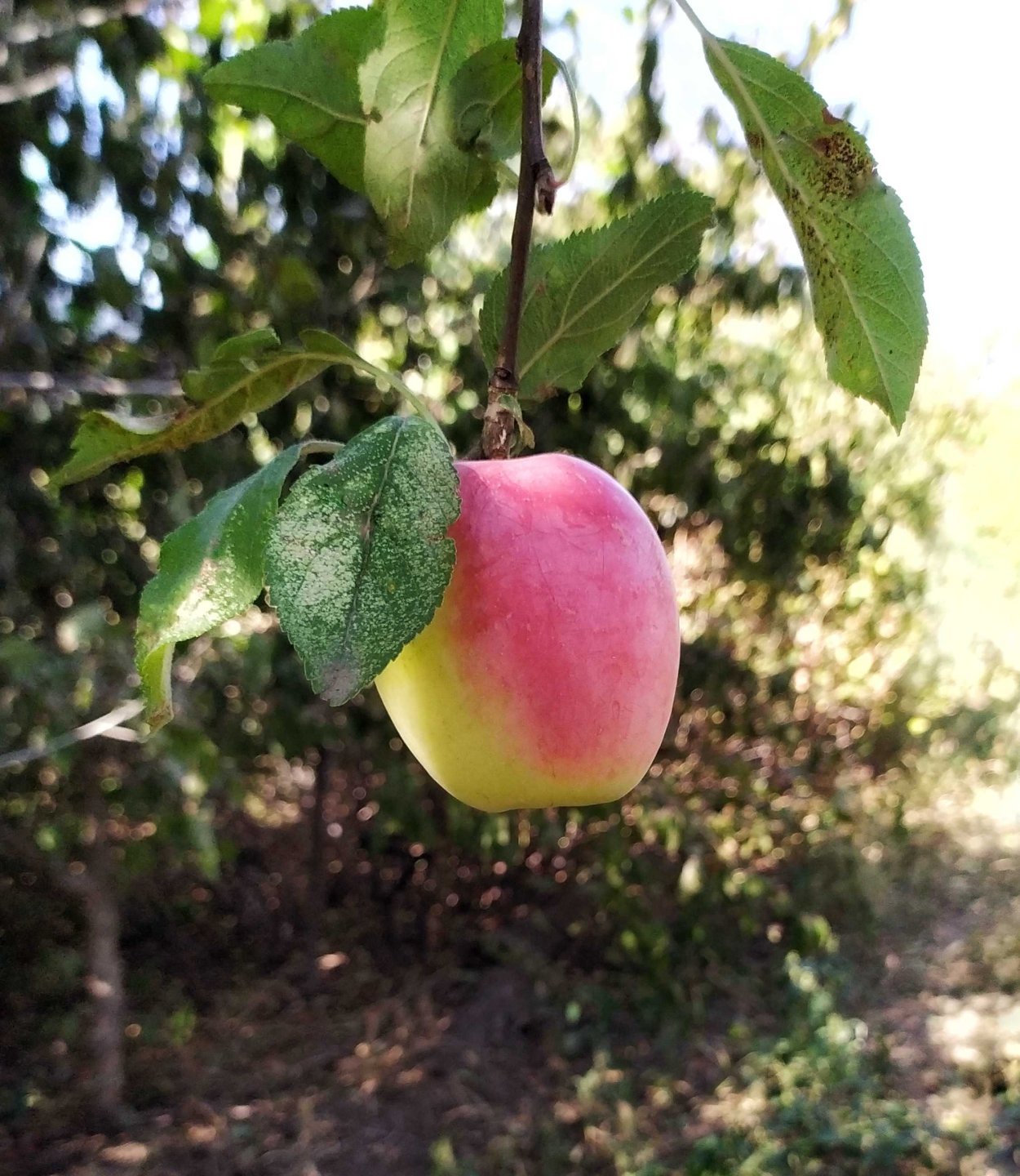 Яблоня Кандиль Орловский