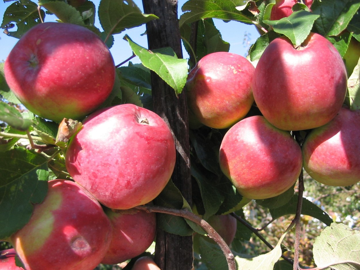 Яблоня Маяк Загорья