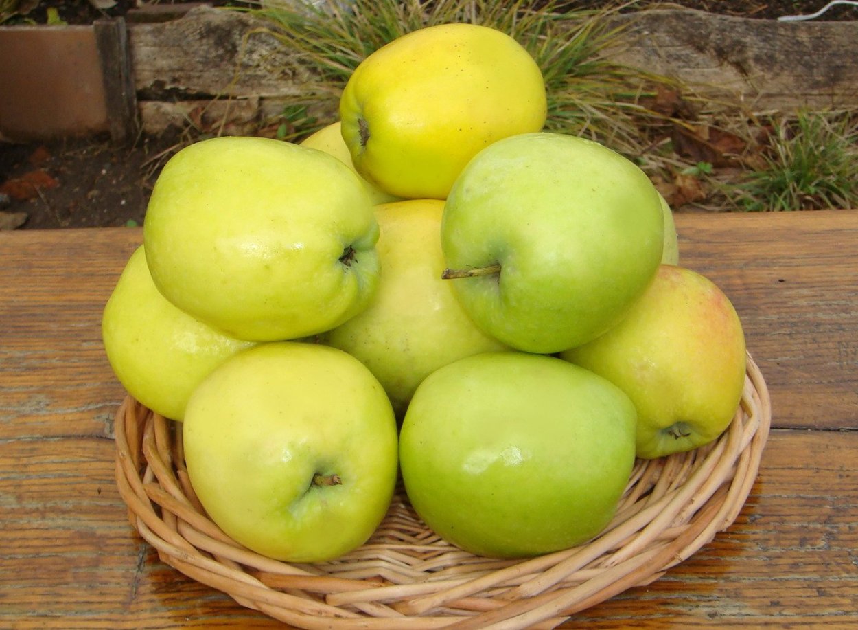 Яблоня Северный синап