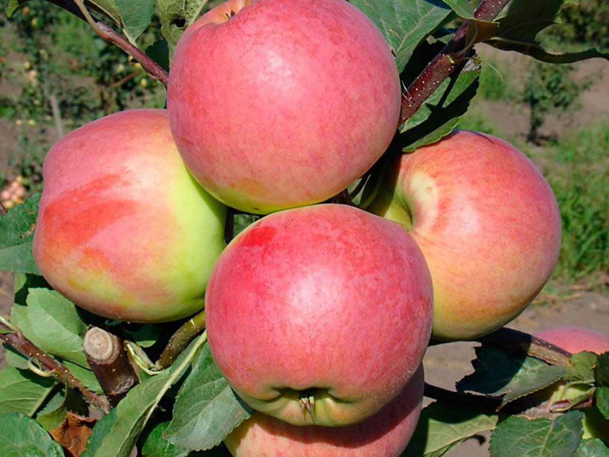 Яблоня Орловский Пионер