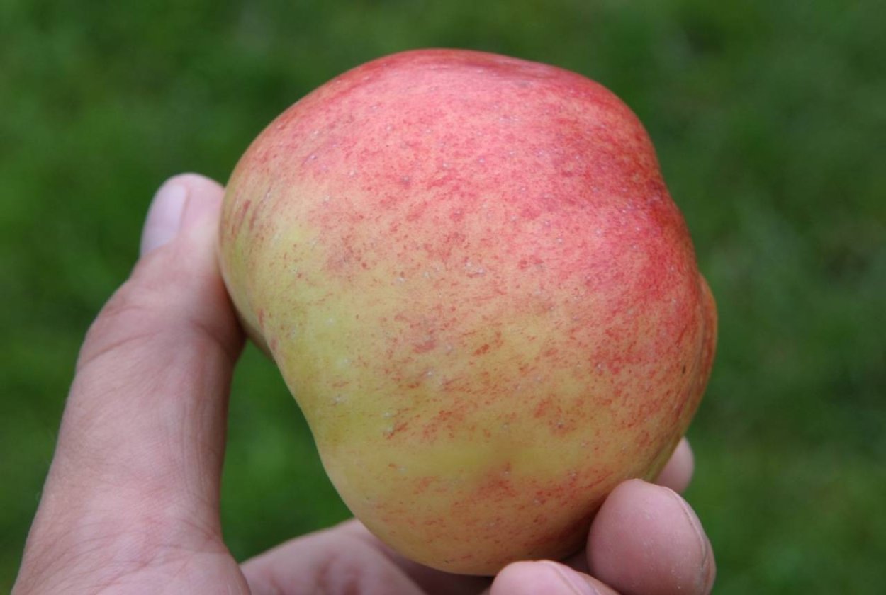 Сорт яблони Кандиль Орловский