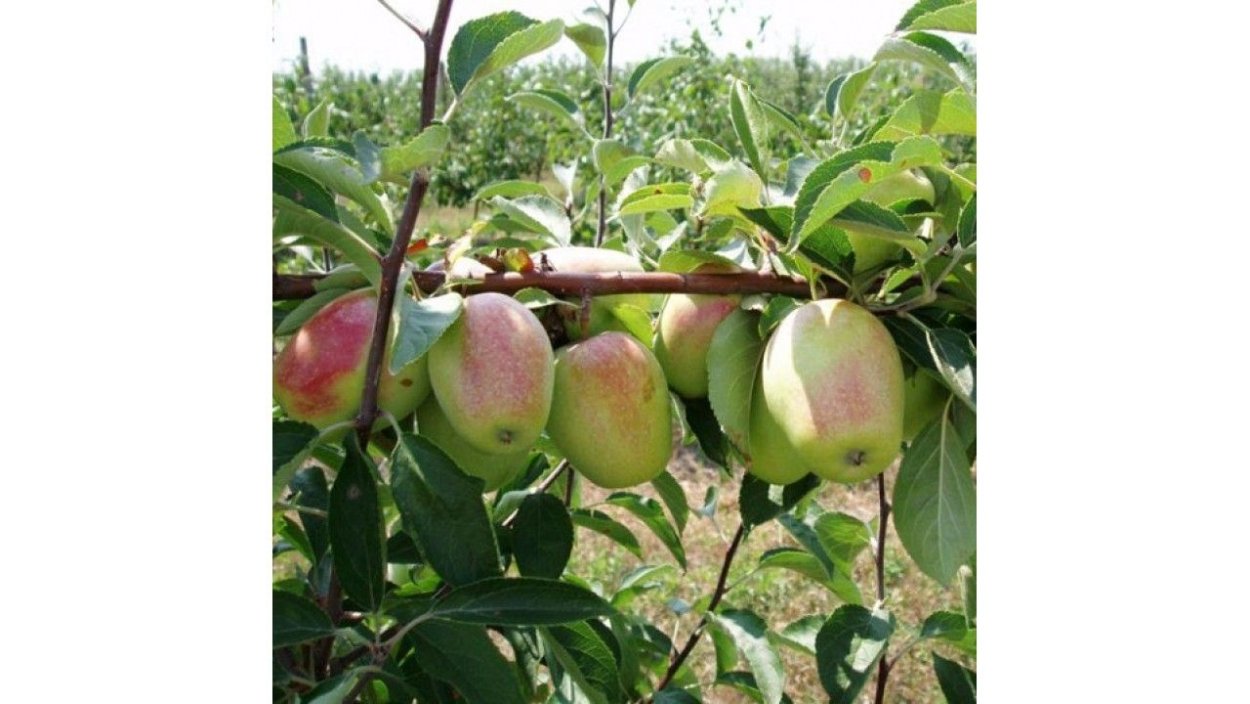 Яблоня синап белый