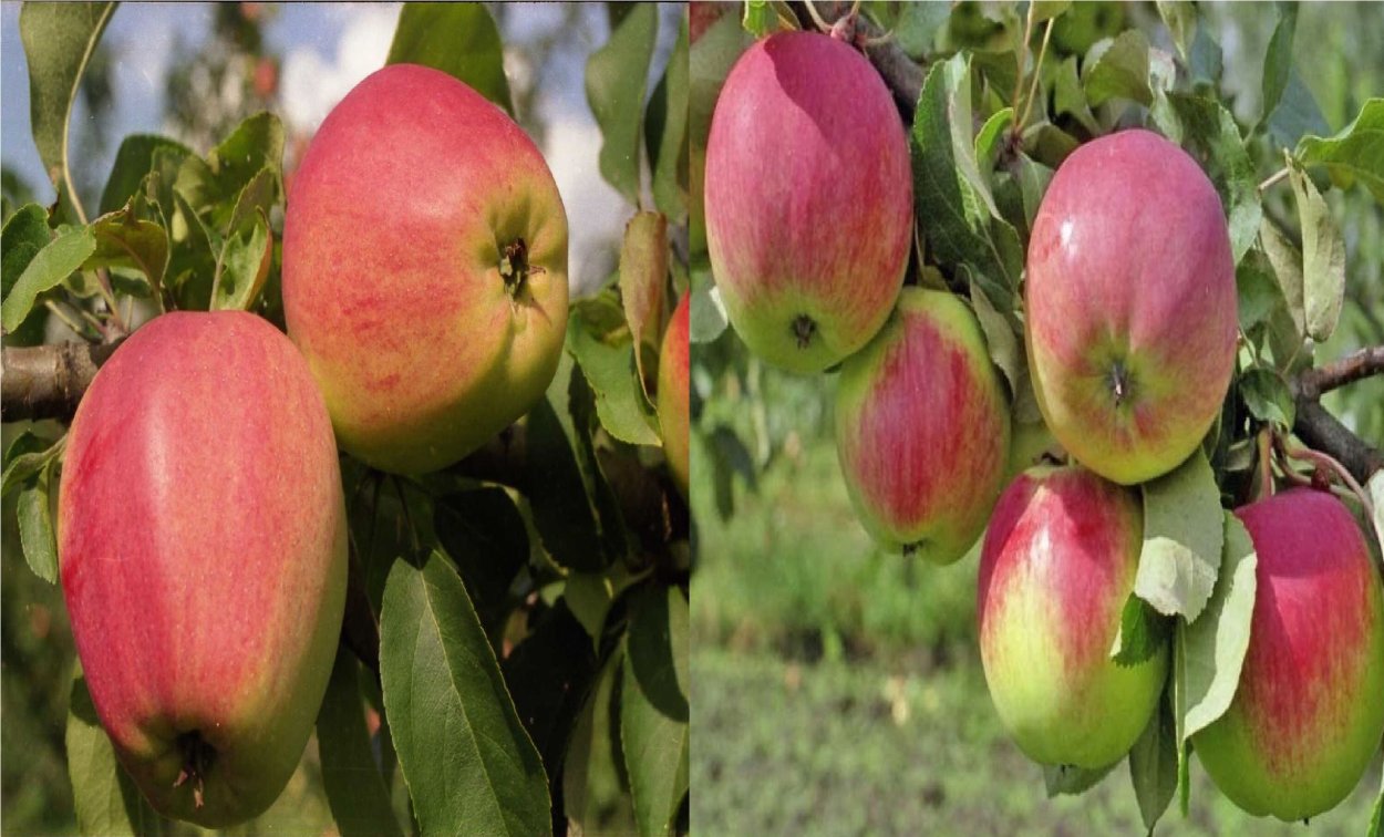 Яблоня 2-х Летка