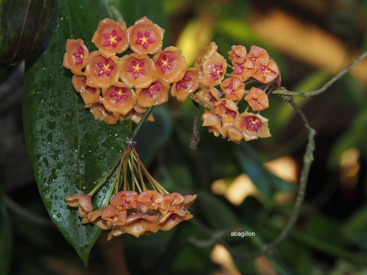 Хойя siariae Red form