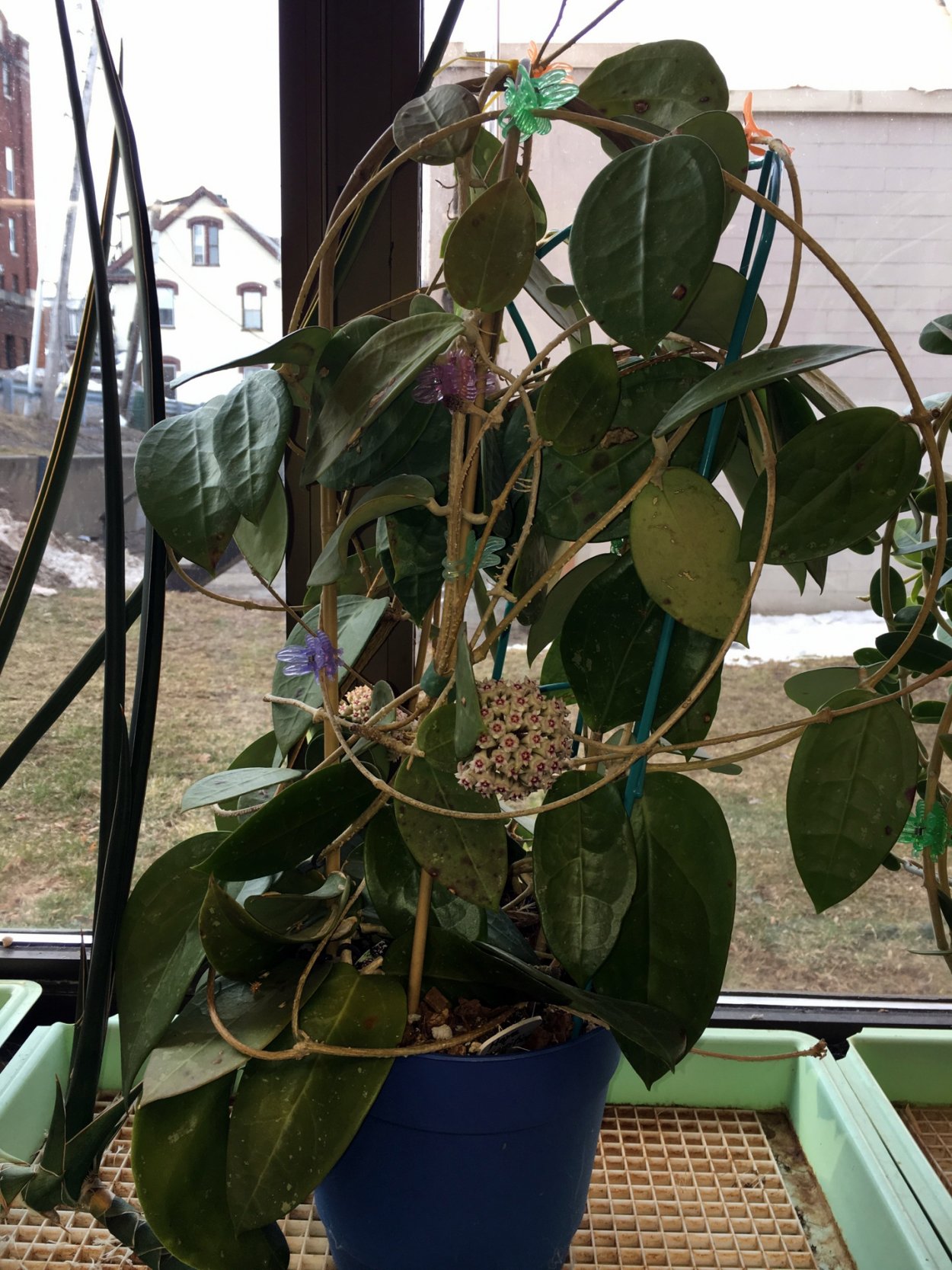 Hoya parasitica Northabli