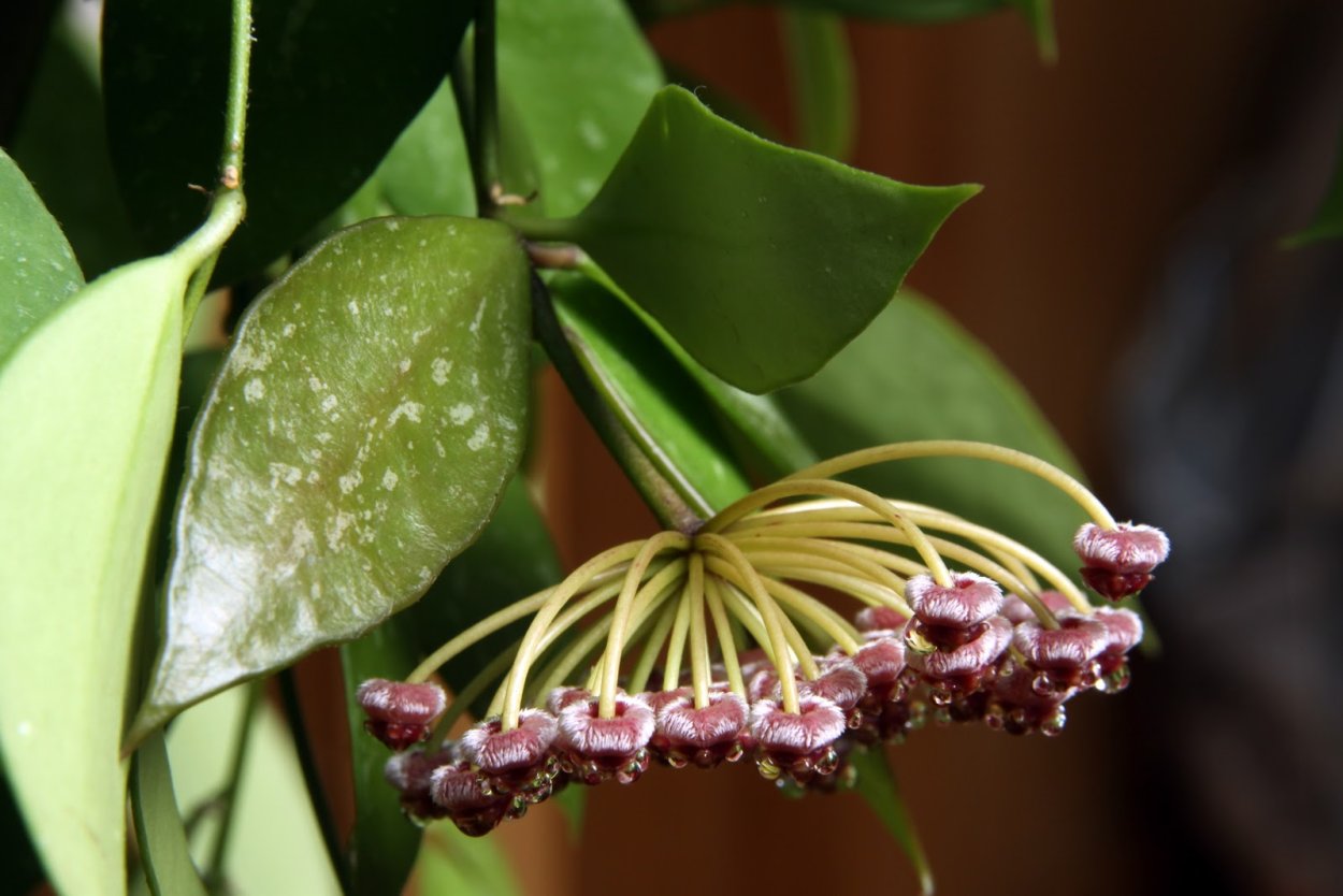 Хойя Грацилис (gracilis)