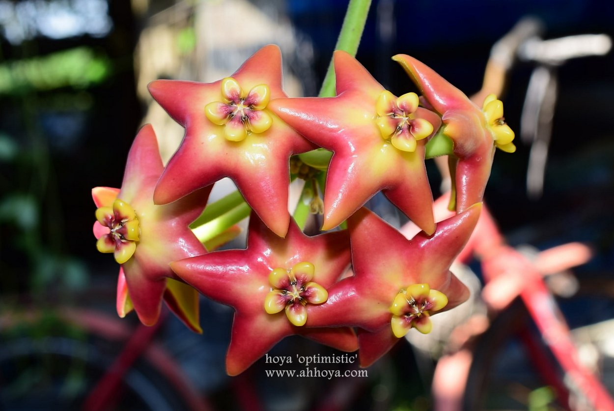 Хойя Ариадна Оптимистик