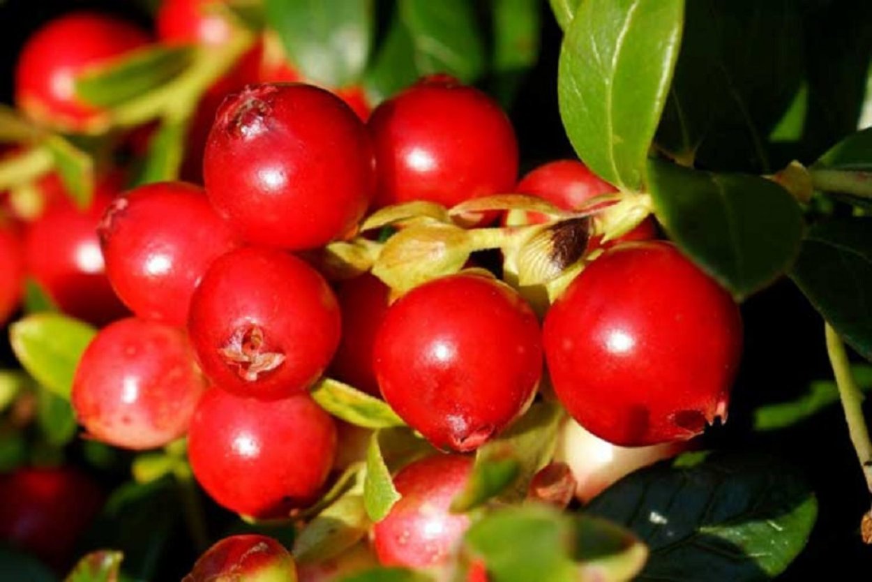 Брусни́ка (лат. Vaccínium Vítis-idaéa)