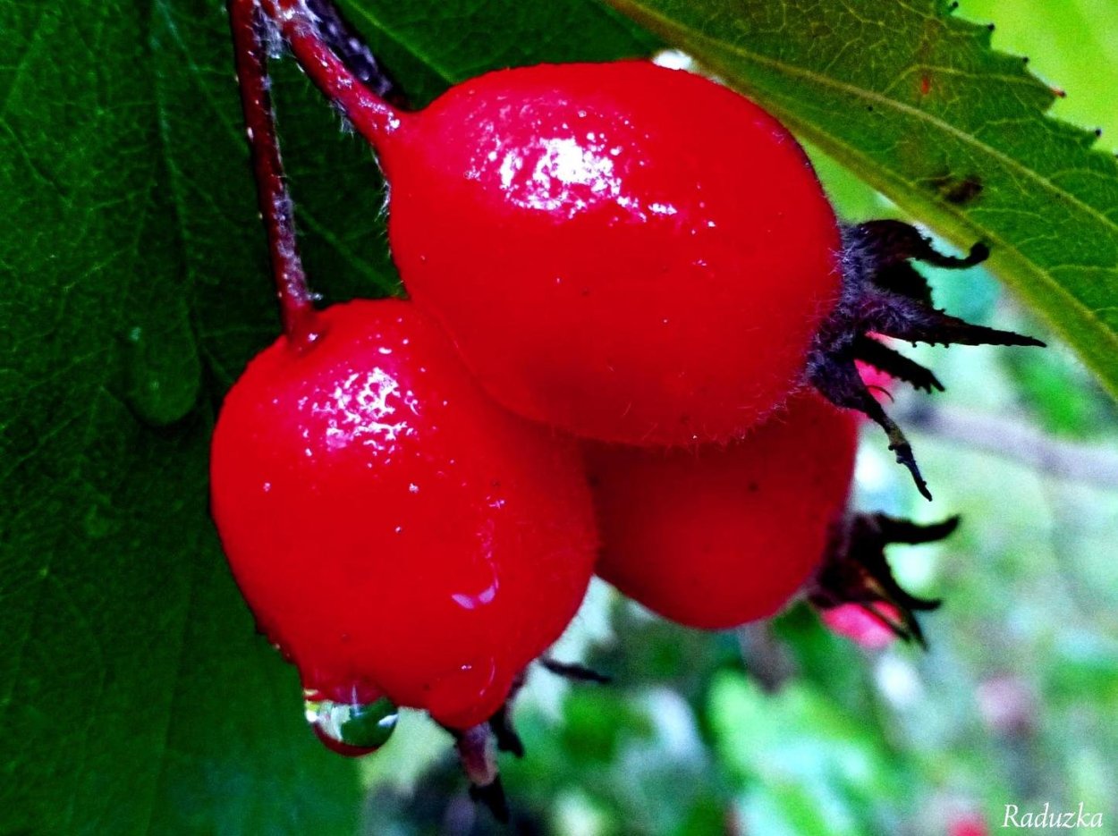 Крупная красная ягода