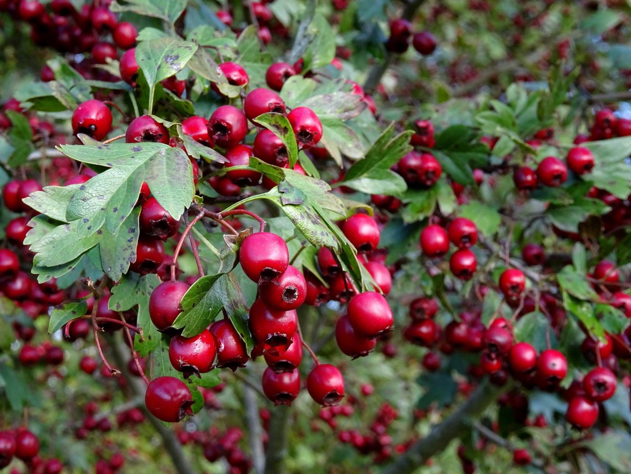 Вишня афлатунская