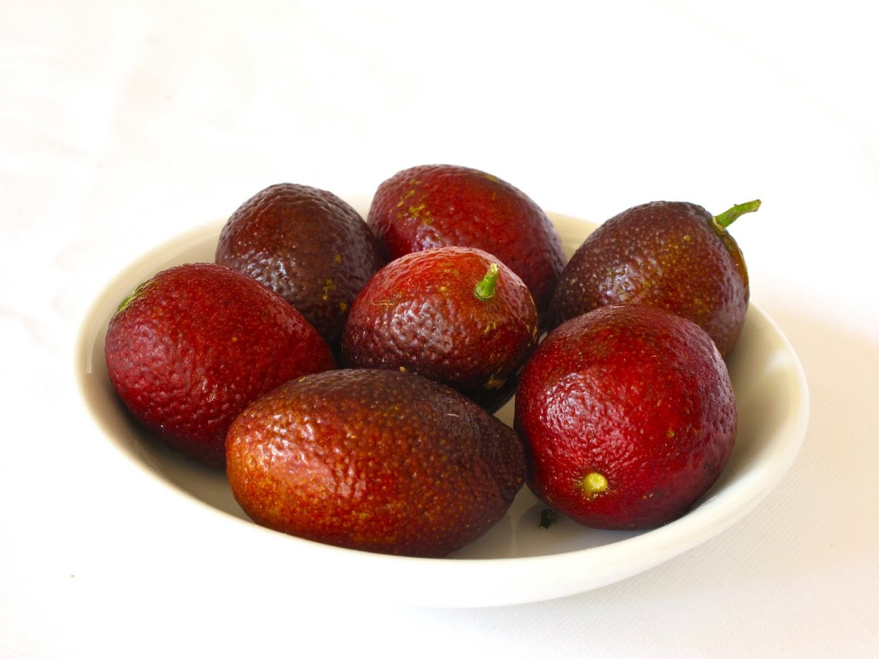 Кровавый лайм селекция