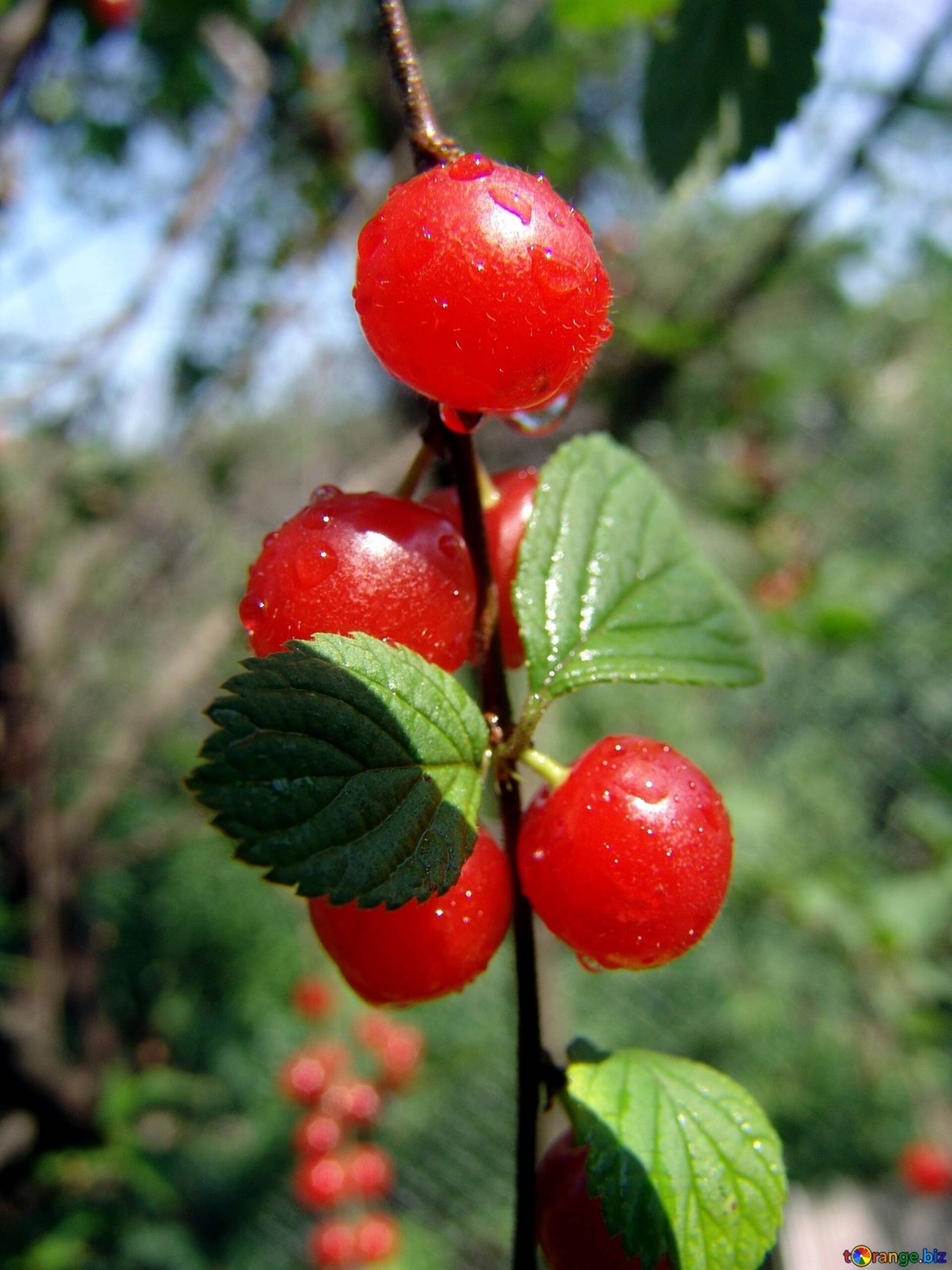 Вишня китайская войлочная