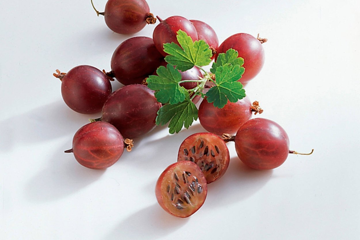 Крыжовник плод ягода