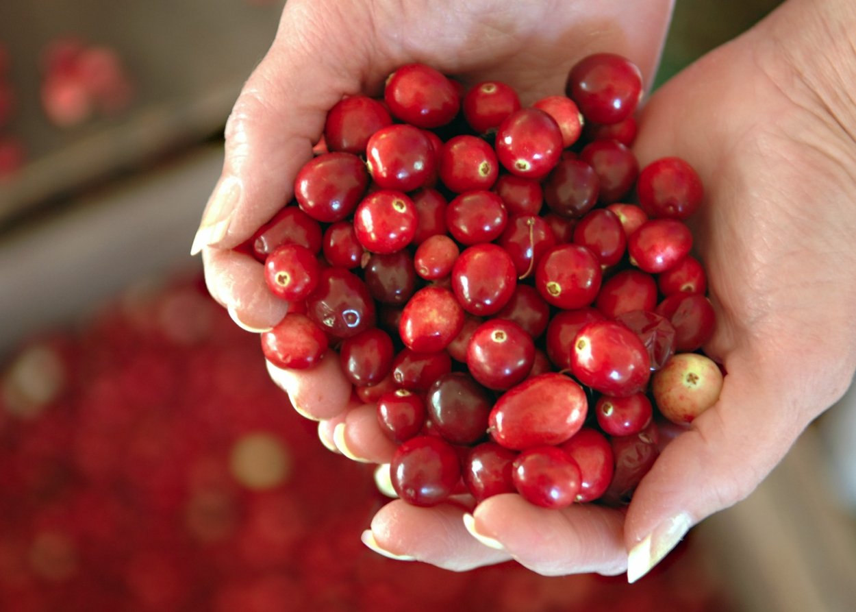 Северные ягоды клюква