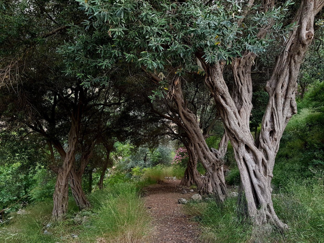 Олива Капская