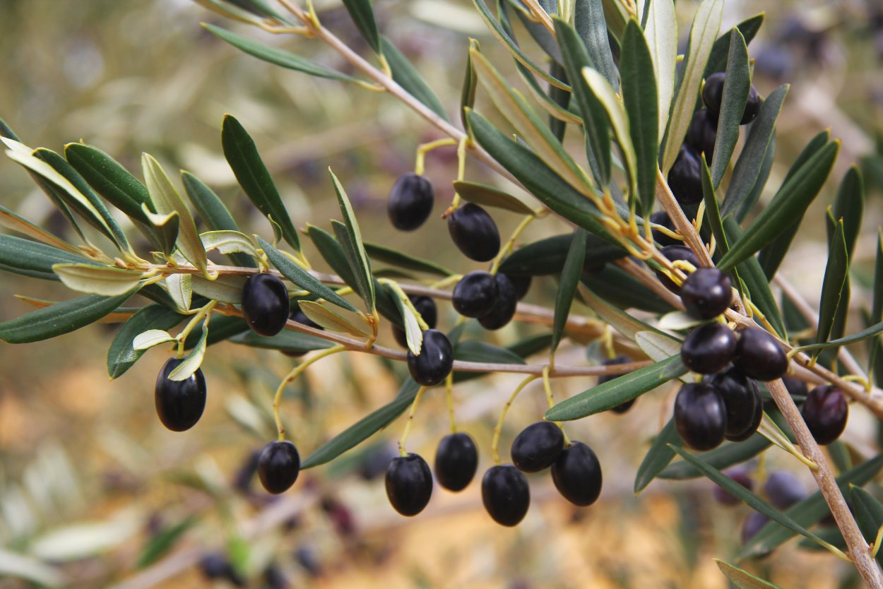 Лавролистная маслина