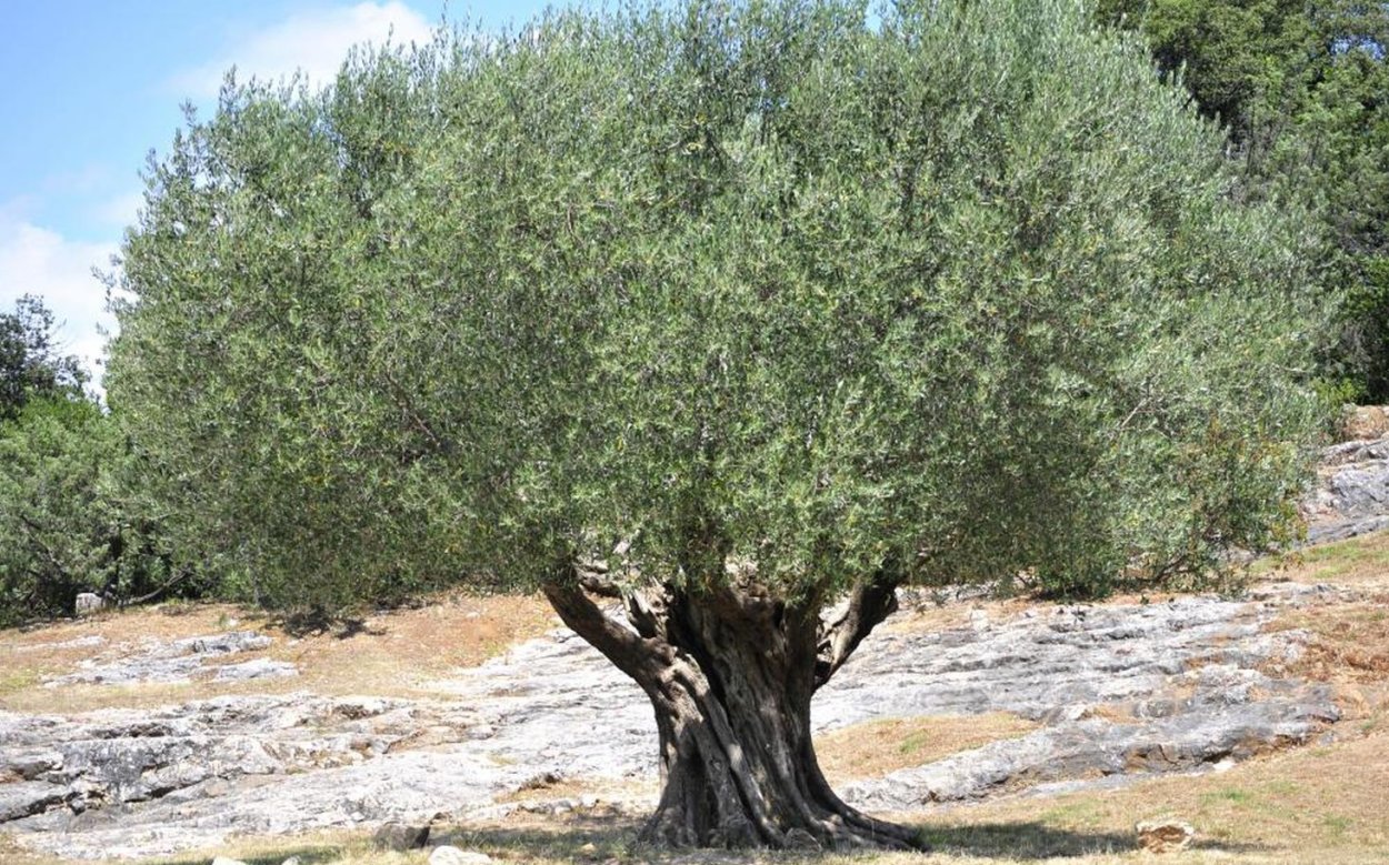 Маслина лавролистная дерево