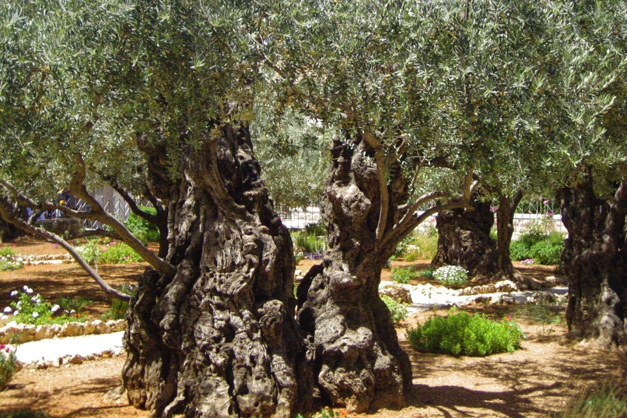 Маслина масличное дерево в Израиле