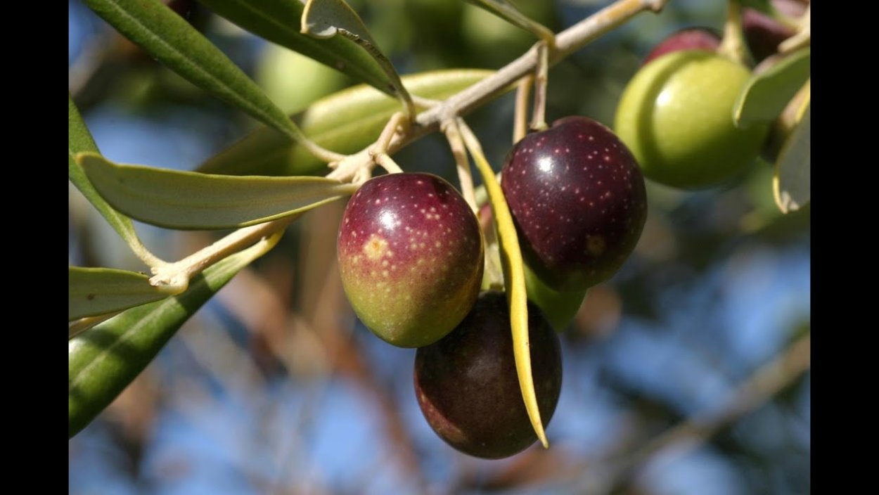 Олива ягода