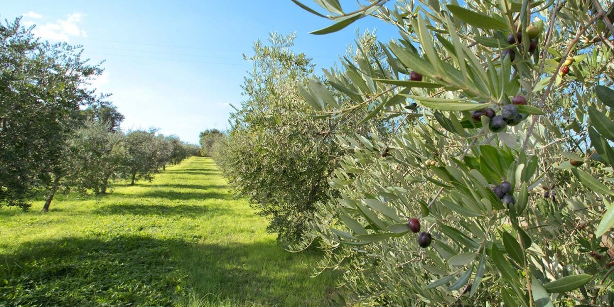 Дикая олива Эфиопия