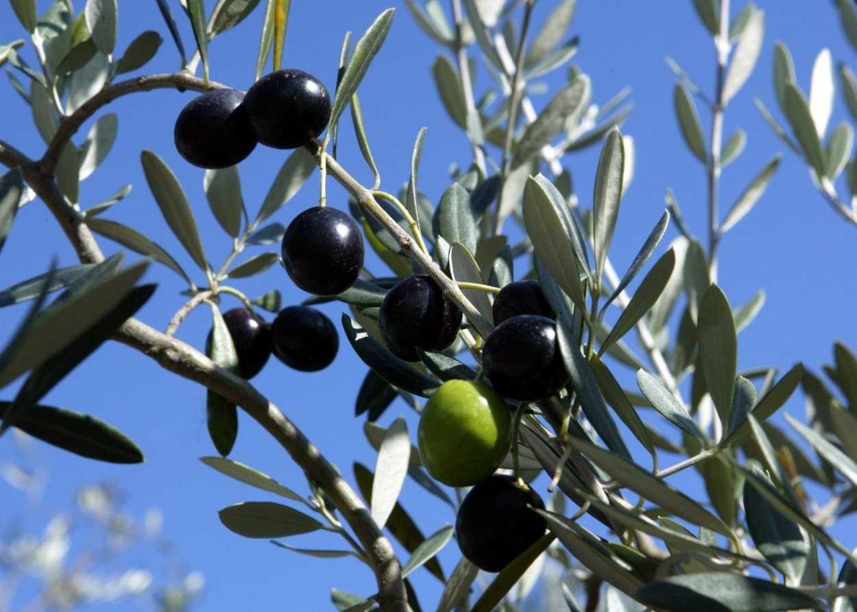 Маслина олива в Греции