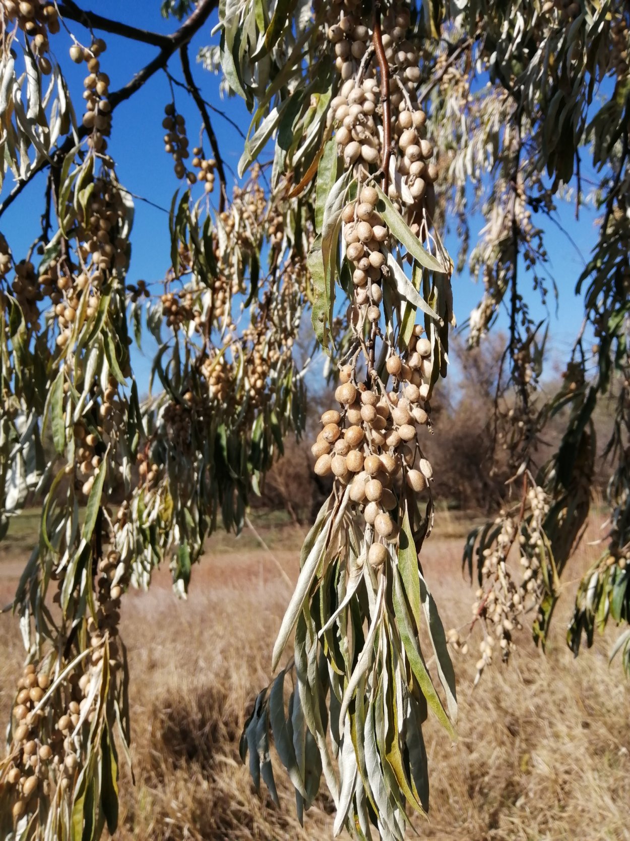 Лох узколистный (Дикая маслина)