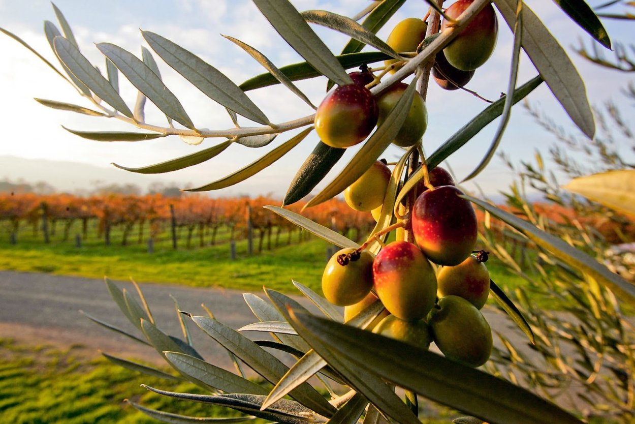 Плантации оливы в Италии