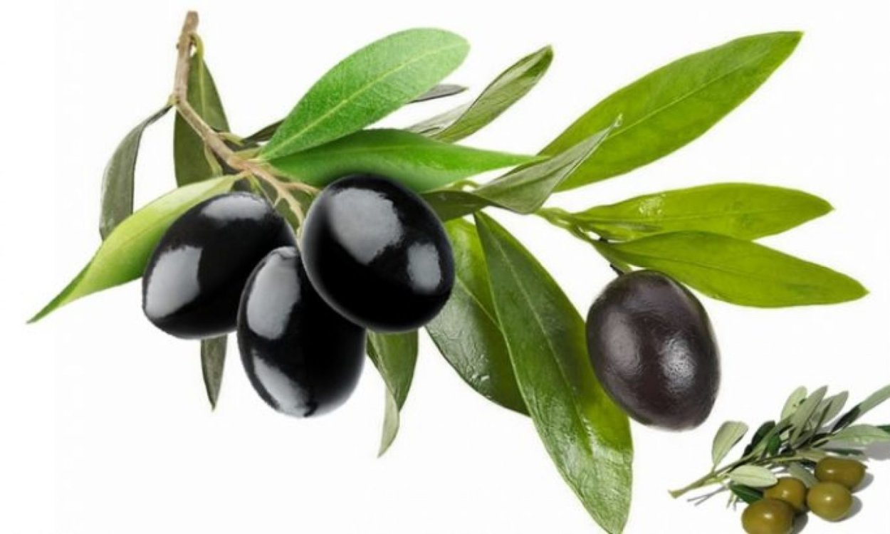 Маслины крупные на ветке