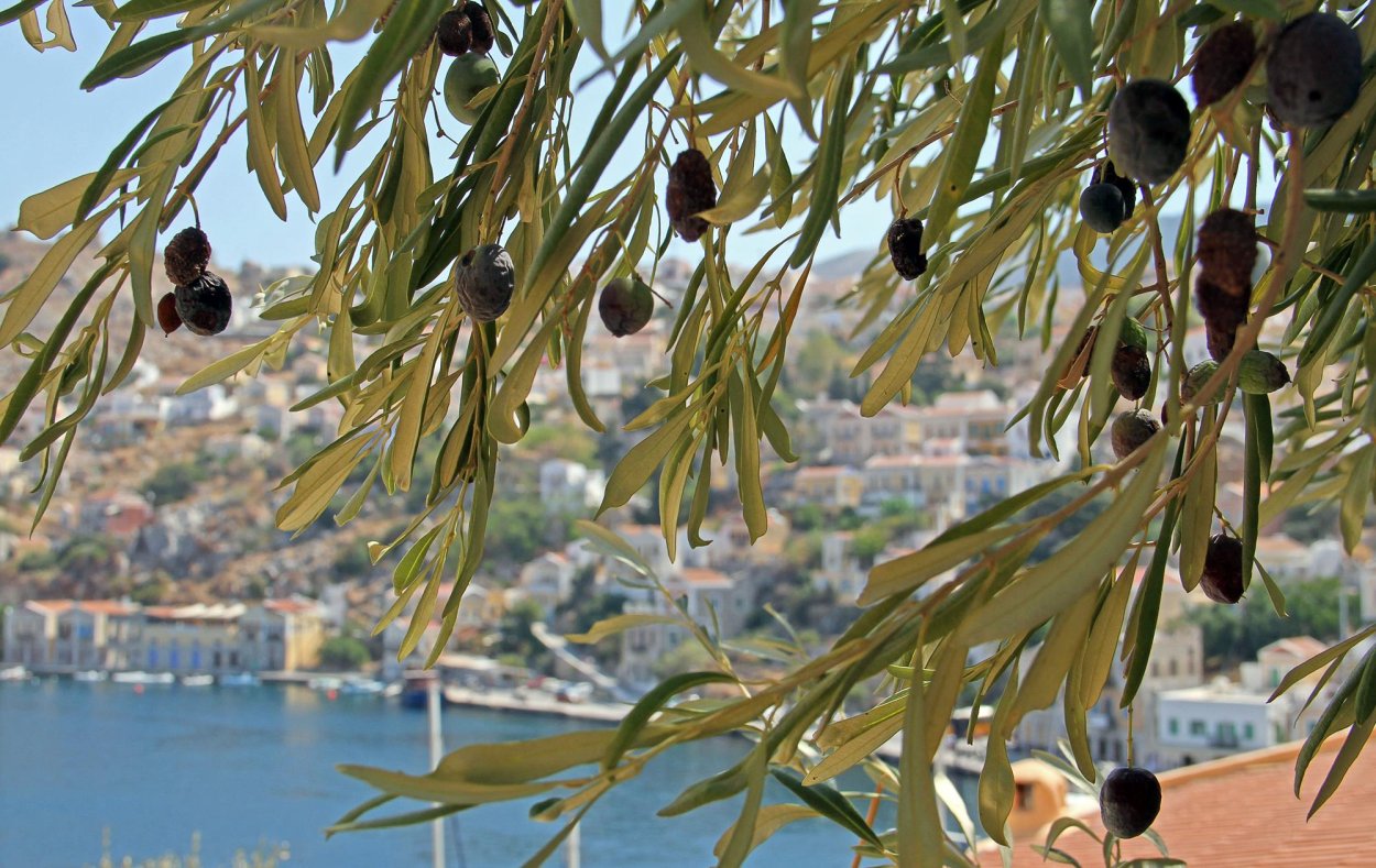 Олива европейская в Греции дерево