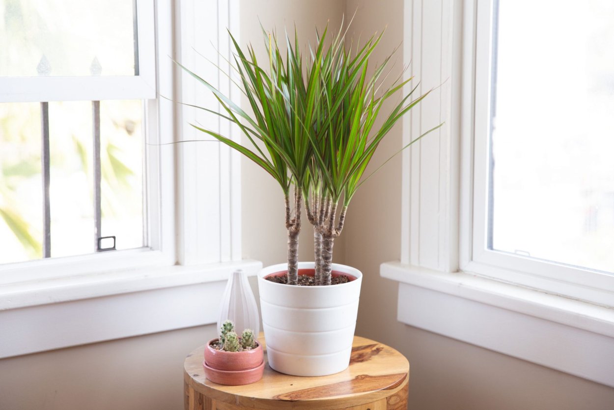 Dracaena marginata