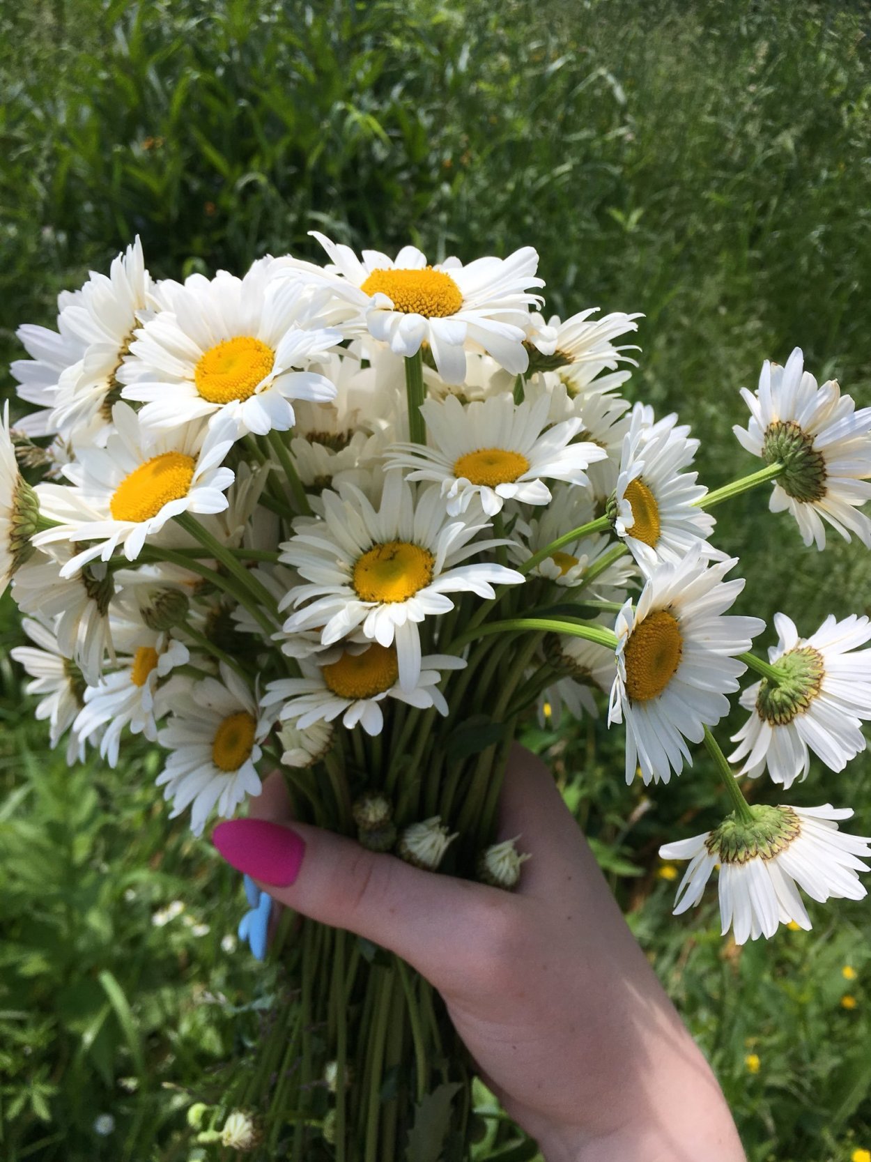 Букет ромашек для любимой