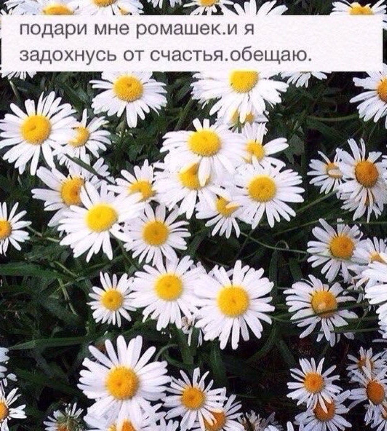 Статусы про ромашки