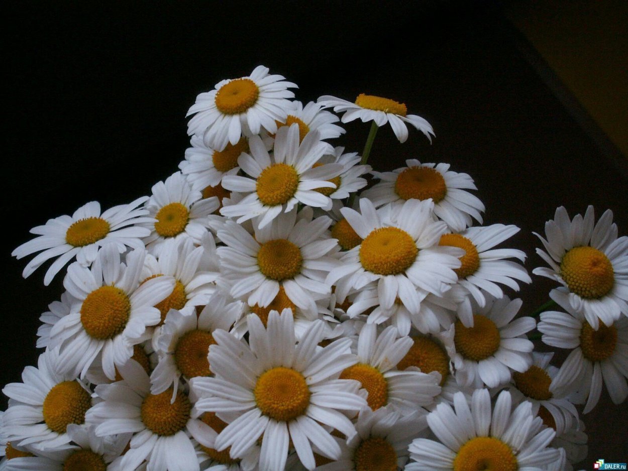 Букет ромашек