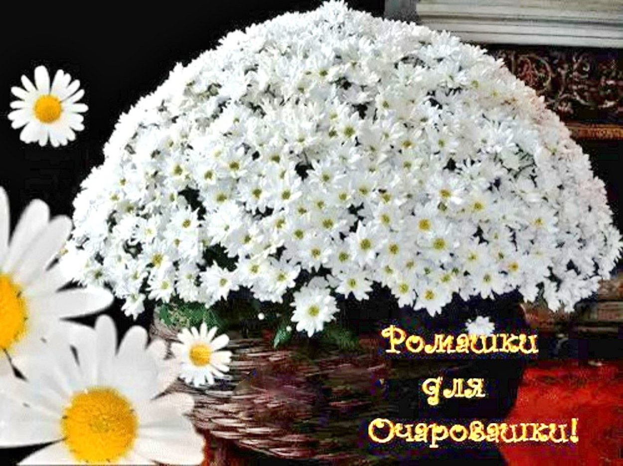 Букет ромашек открытка