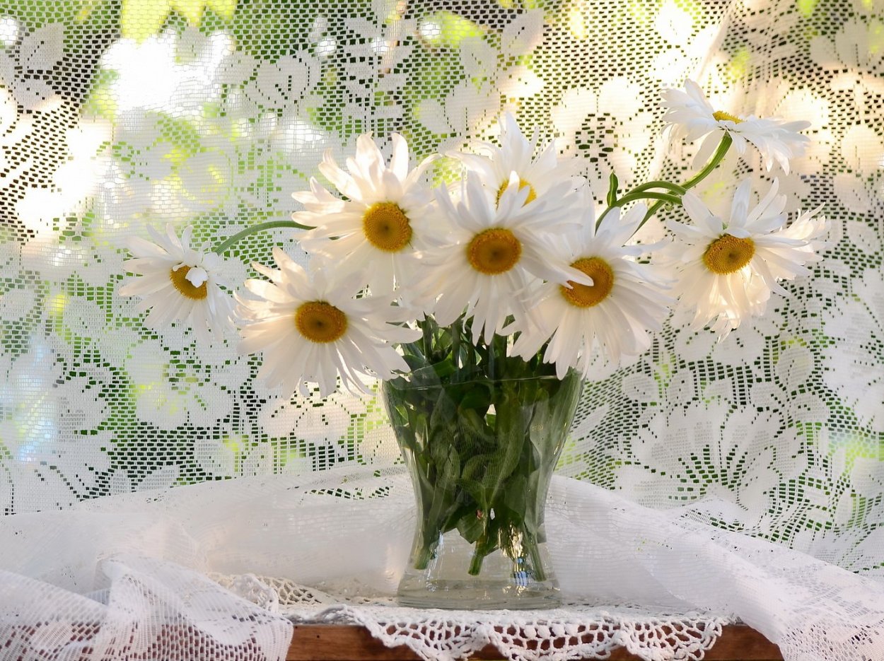 Чудесные ромашки