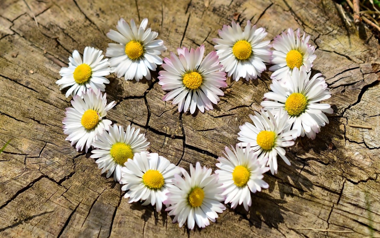 Нивяник обыкновенный