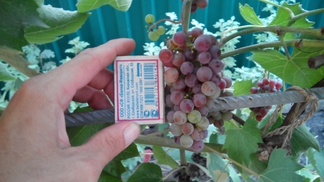 Винооисд Сомерсет сидлис