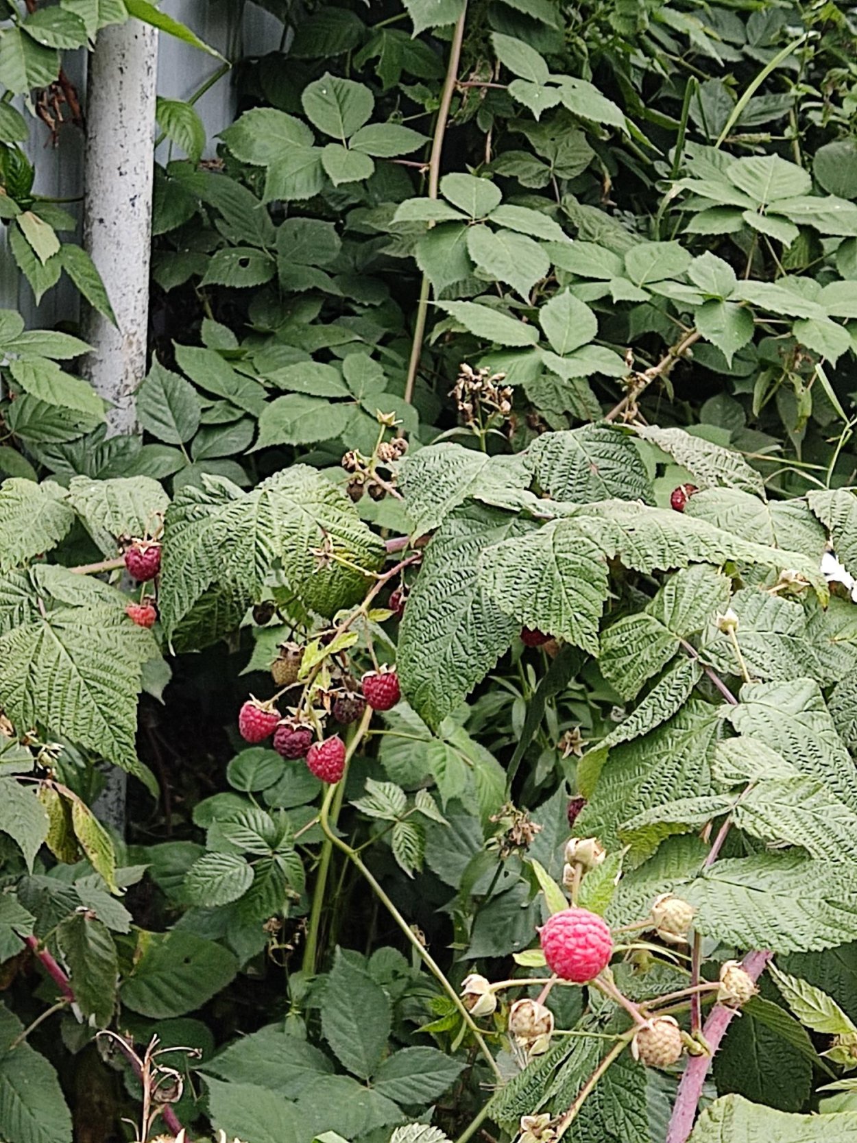 Малина цветет