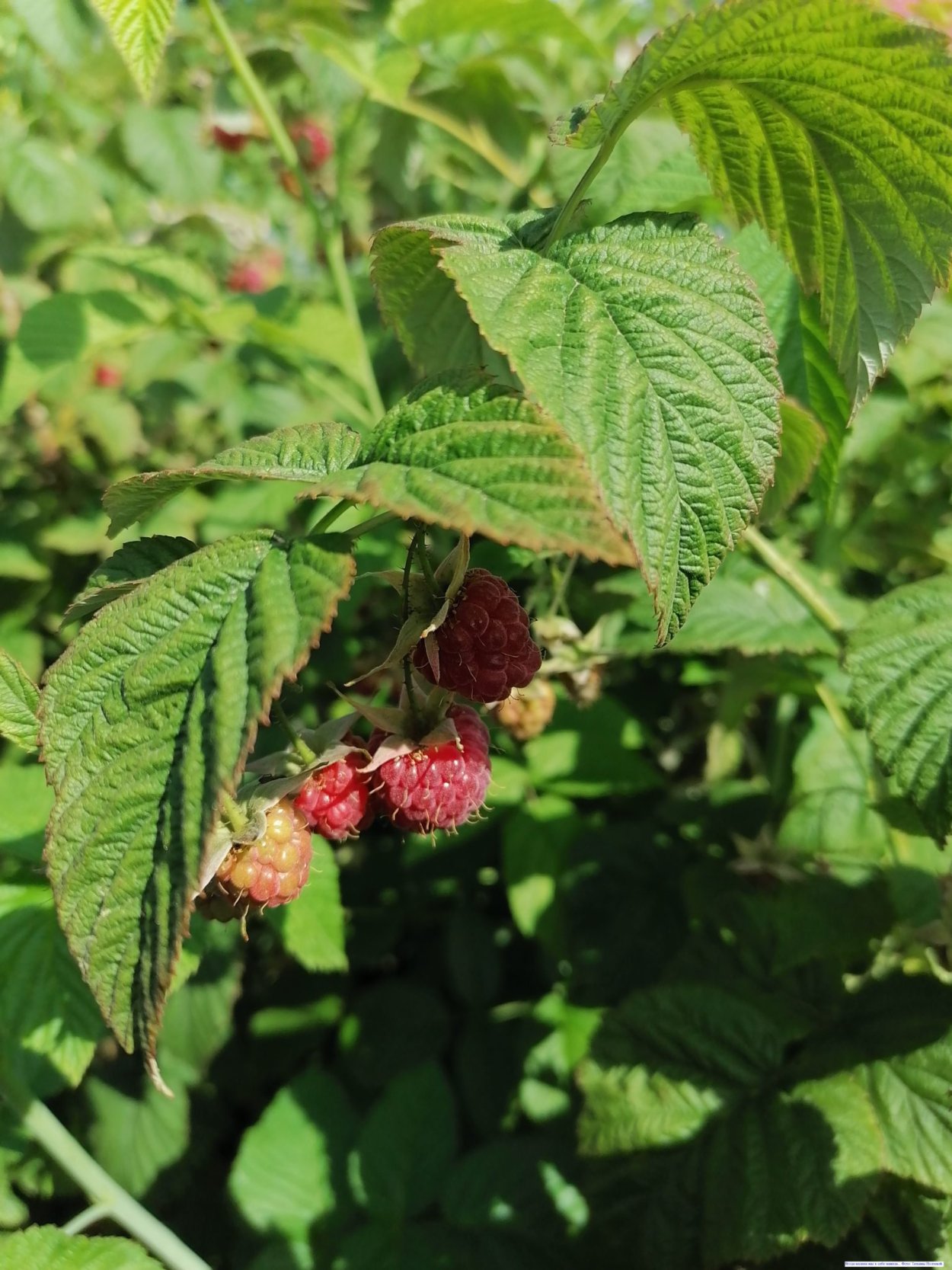 Малина полукустарник