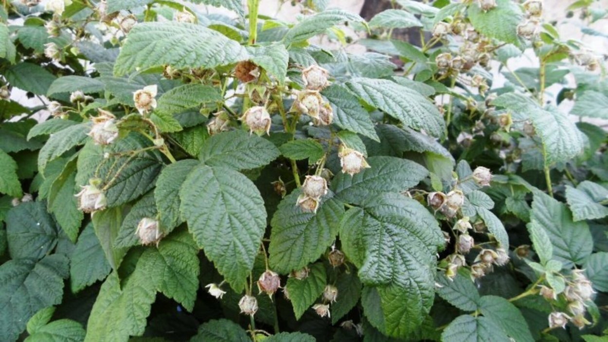 Завязь малины