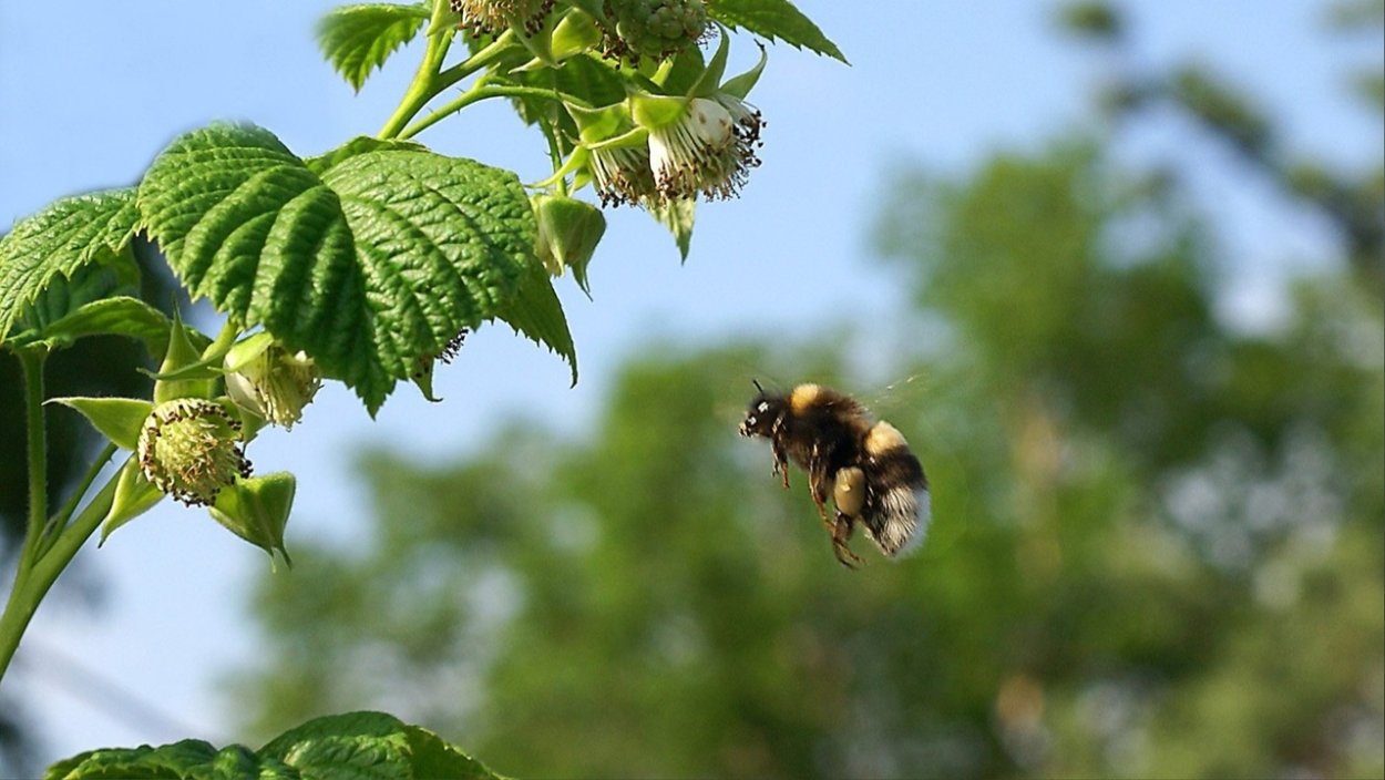 Малина медонос