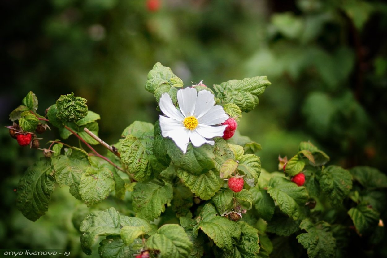 Rubus idaeus цветение