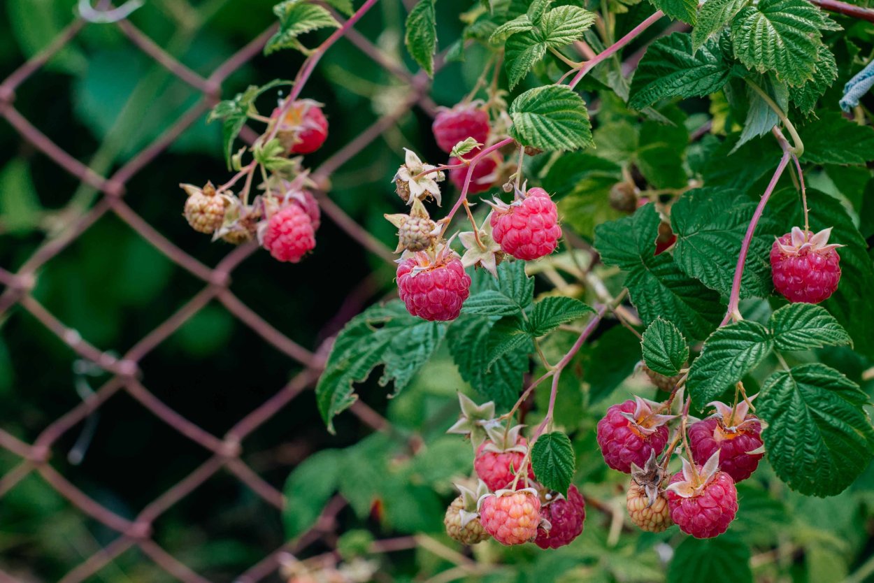 Разрастание малины
