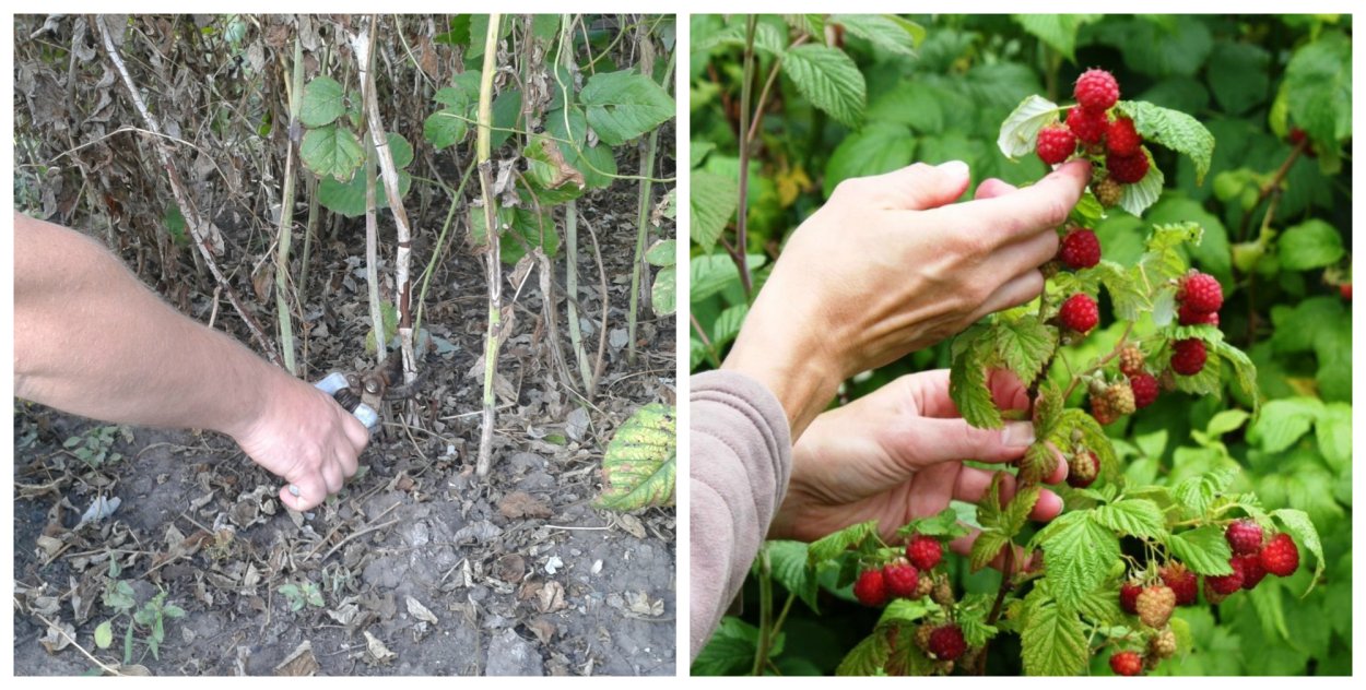 Ремонтантная малина осенью