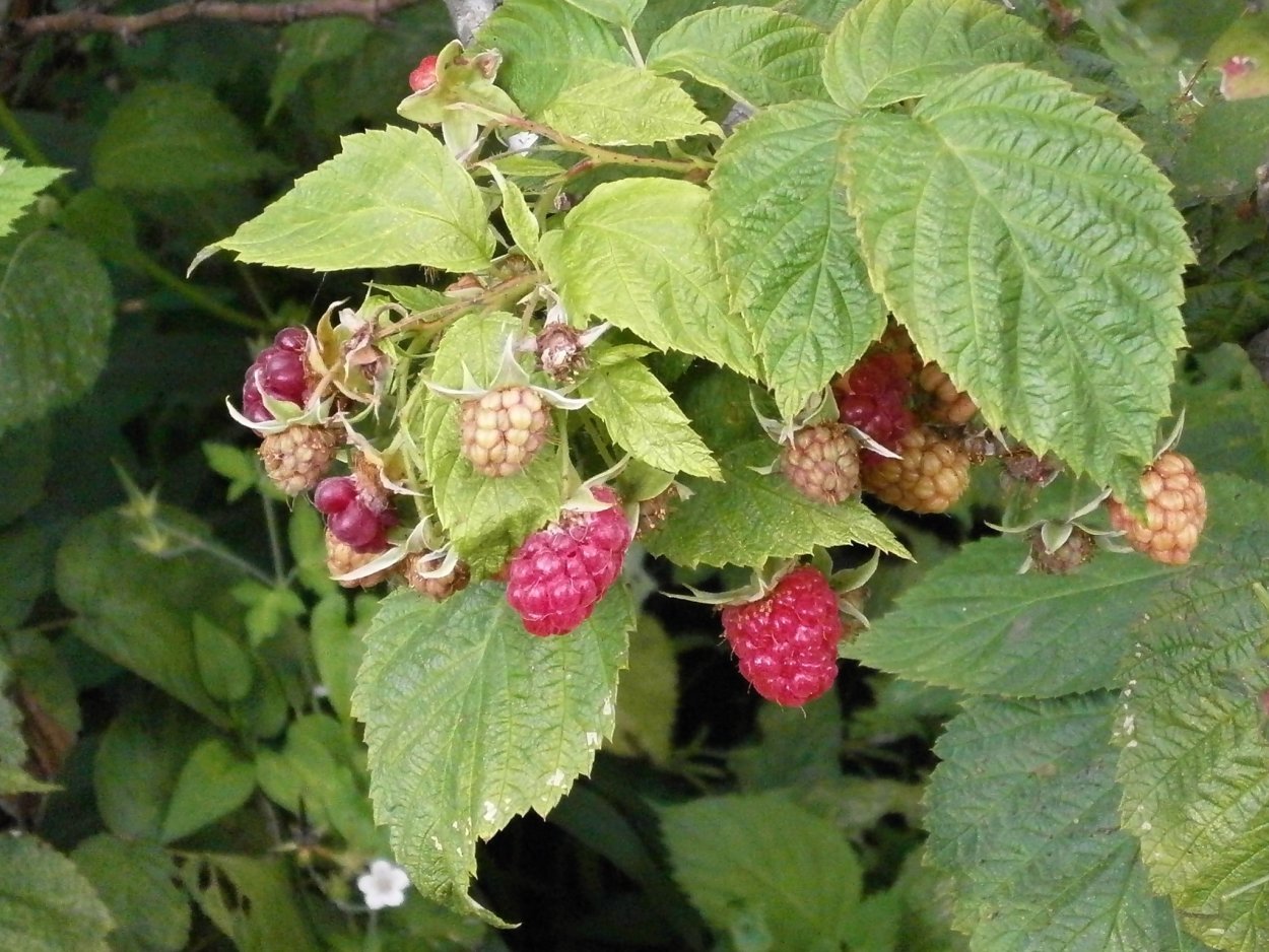 Малина (Rubus) цветок