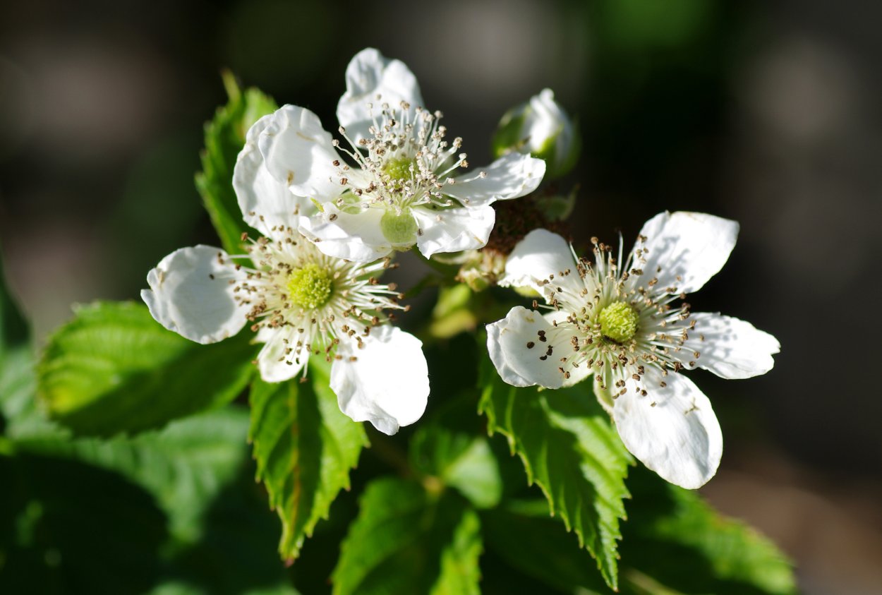 Куст цветущей ежевики