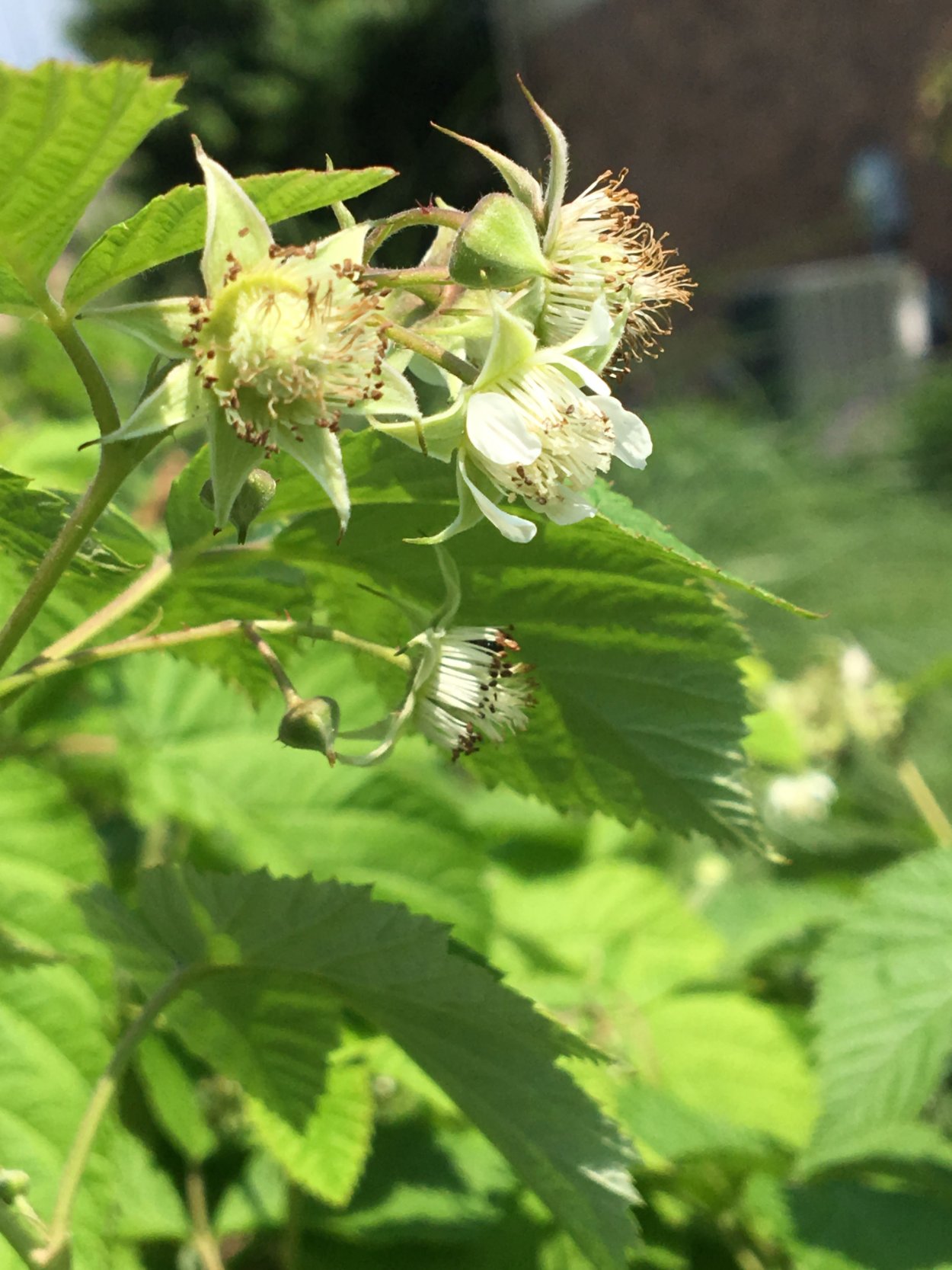 Махровость малины цветы