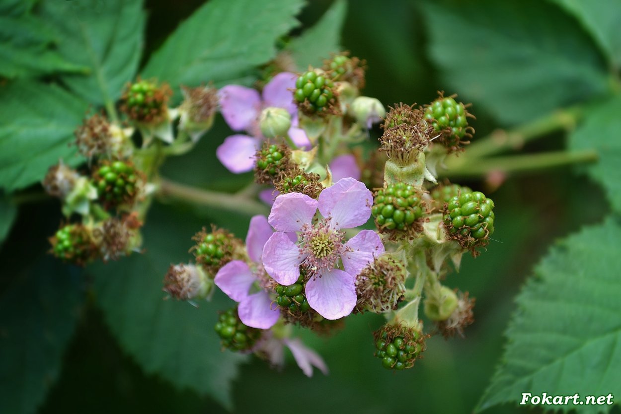 Цветущая ежемалина