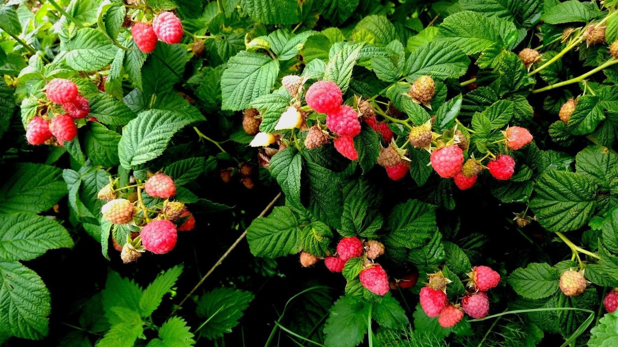 Фото малины Посад